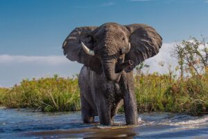 Digitale Transformation in Afrika: Wie KI die Konsumgüterindustrie revolutioniert
