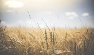 Digitale Transformation in Afrika: Wie KI die Landwirtschaft verbessert