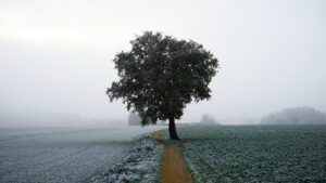 Wie Blockchain die Landwirtschaft revolutioniert